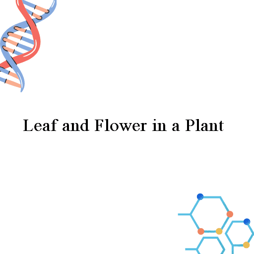 Leaf and Flower in a Plant 